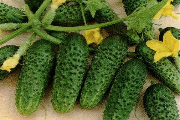 frühreifende Sorten