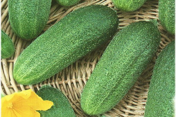 maturation des concombres