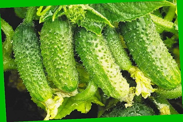 Verzweigung einer Pflanze