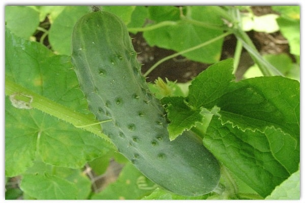 résultat du croisement
