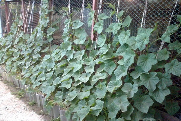 Gleichmäßigkeit von Zelentsov