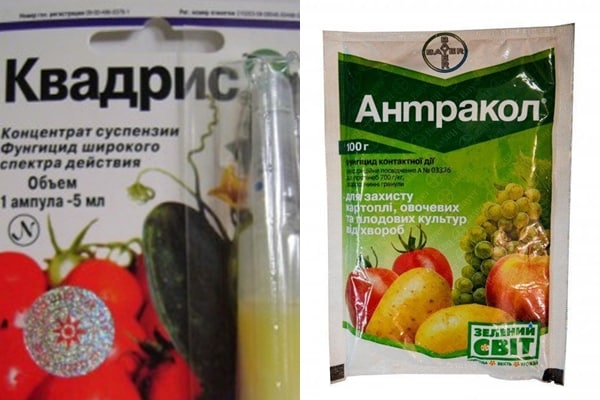 Quadris und Antracol