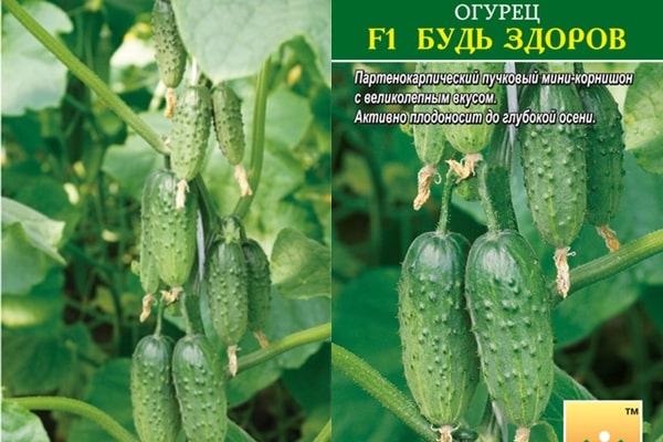 graines de concombre