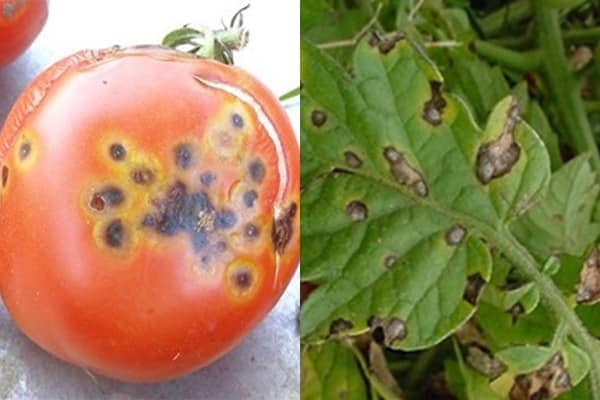 Aussehen der Tomate mit Alternaria