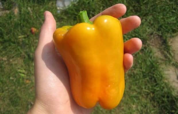 pepper golden miracle in hand
