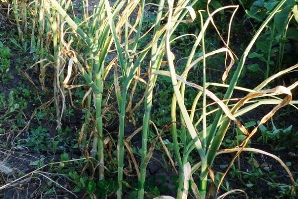 règles de rotation des cultures