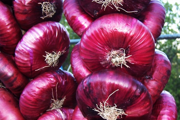 Lila Bogen in einem Korb