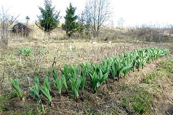 entraver les difficultés