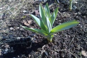 Beschreibung der Zwiebel-Knoblauch-Sorte Suworowski (Anzur), ihre Eigenschaften