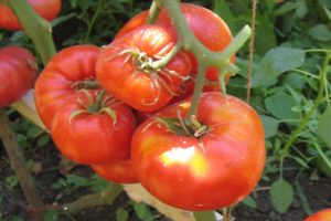 Description de la variété de tomate Deliciosus, caractéristiques de culture et rendement