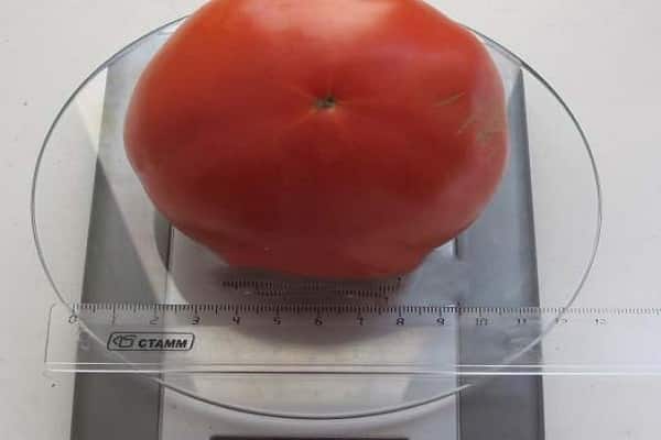 prompt rétablissement