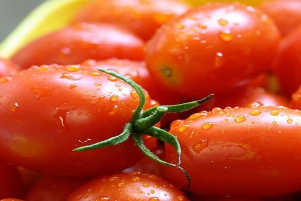 macrosporiose et mildiou