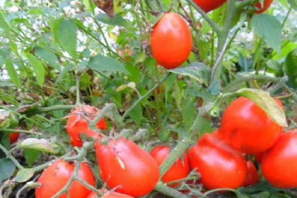 Kmicits de tomates