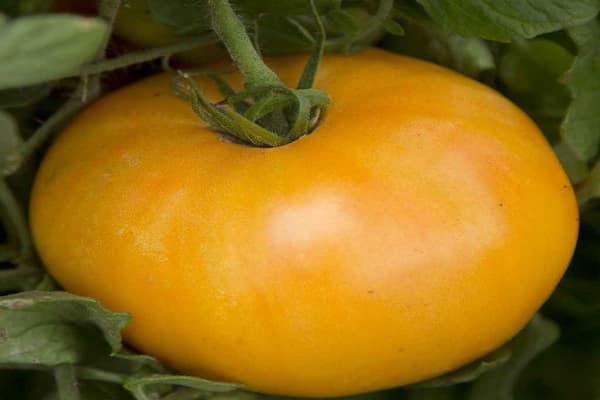 fait pousser une variété