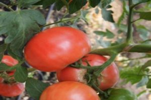 Description de la variété de tomate Pandarosa, caractéristiques de culture et d'entretien