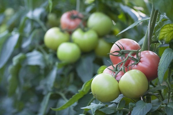 pourriture supérieure