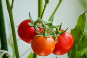 Beschreibung der Geschenk-Tomatensorte, ihrer Eigenschaften und Produktivität