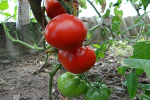 Beschreibung der Tomatensorte North Queen, Merkmale des Anbaus und der Pflege