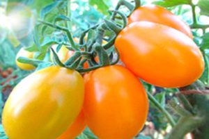 Description de la variété de tomate Gold of the East, ses caractéristiques et sa productivité