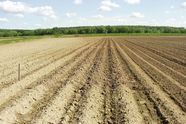 préparation du terrain