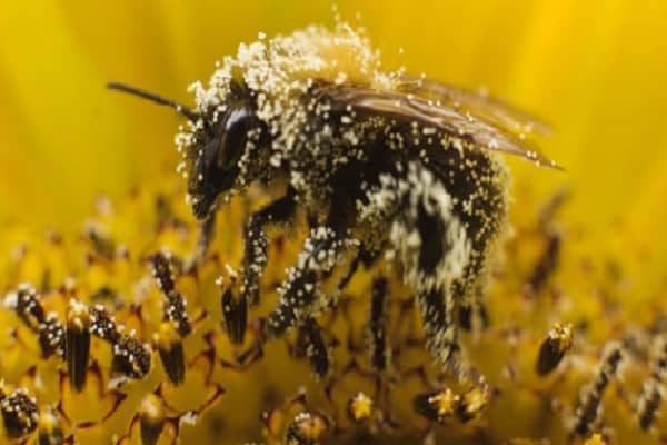 toxicité des insectes