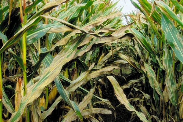 die Belastbarkeit erhöhen