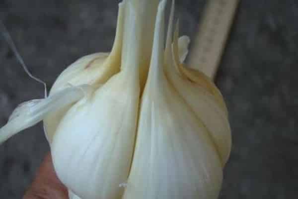 Mangel an Abwechslung