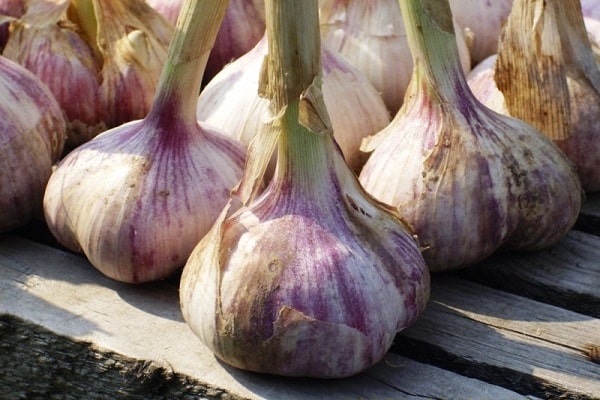 in einem Monat gepflanzt