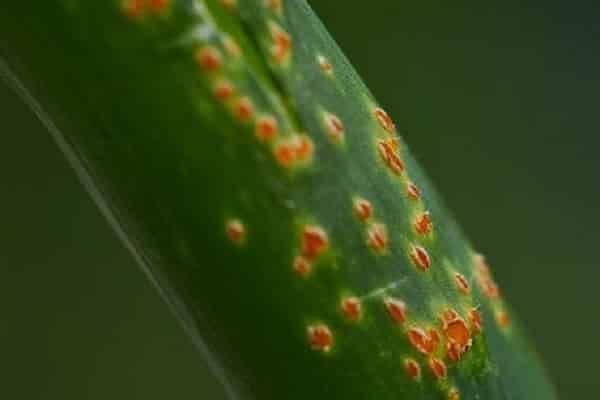 the appearance of rust