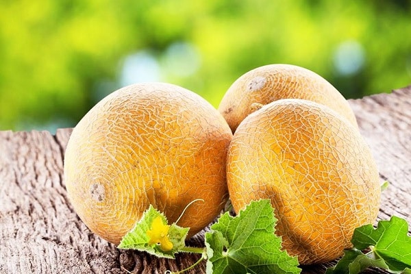 conditions de croissance