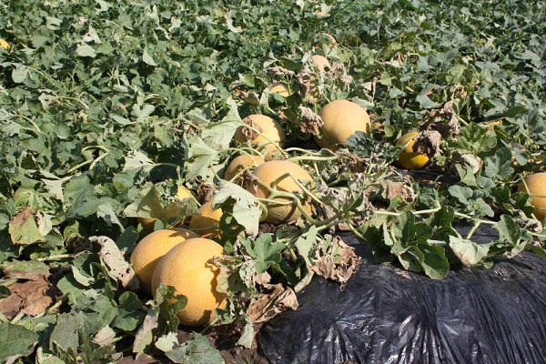 douceur extraordinaire