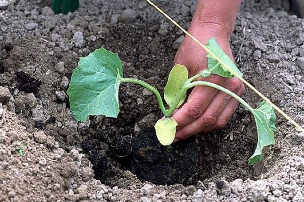 sillons peu profonds