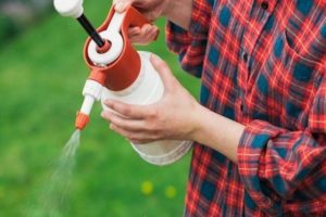 Wie verarbeitet man Zwiebeln mit Holzasche und ist das möglich?