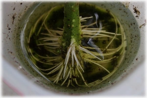 agrotechnische Methoden