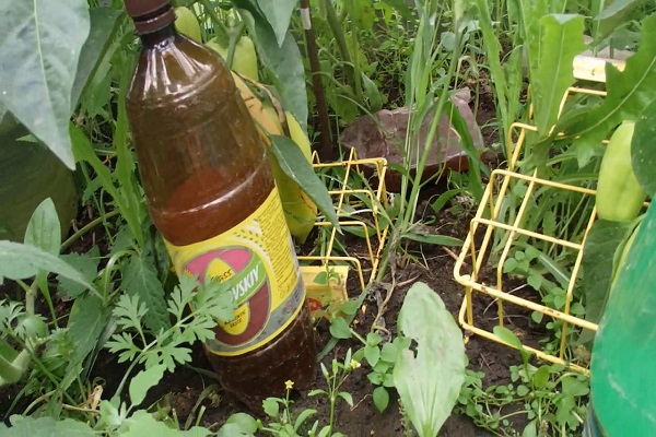 nach der Transplantation