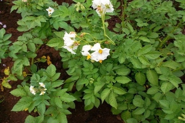 la formation de plantes-racines