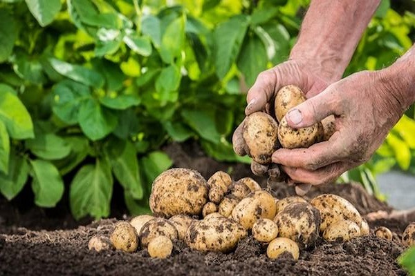 plantation de tubercules