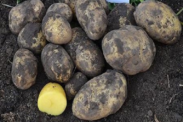 Nachteile des Wachstums