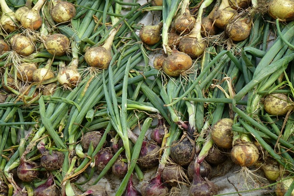 verdorbene Zwiebeln