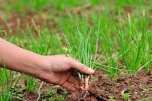 Quand devez-vous retirer les oignons du jardin et comment les conserver à la maison?