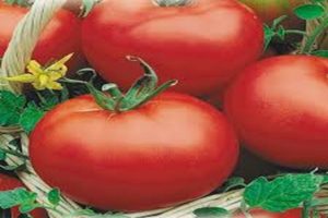 Description de la variété de tomate Red Dome, ses caractéristiques et sa productivité