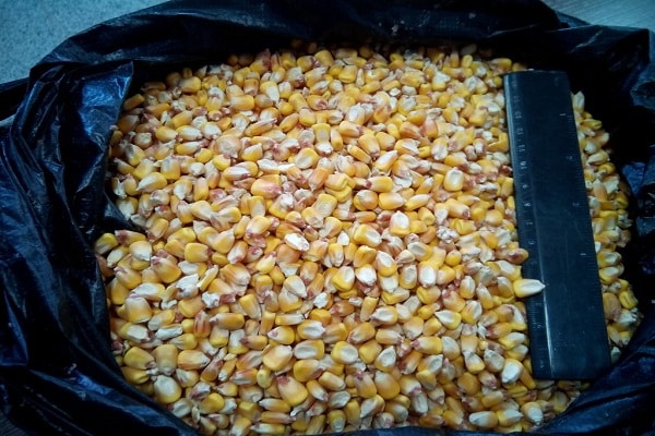 céréales fourragères