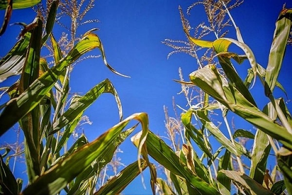 précurseurs de maïs