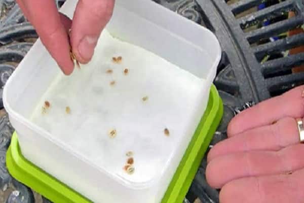 Zwiebeln vermehren sich