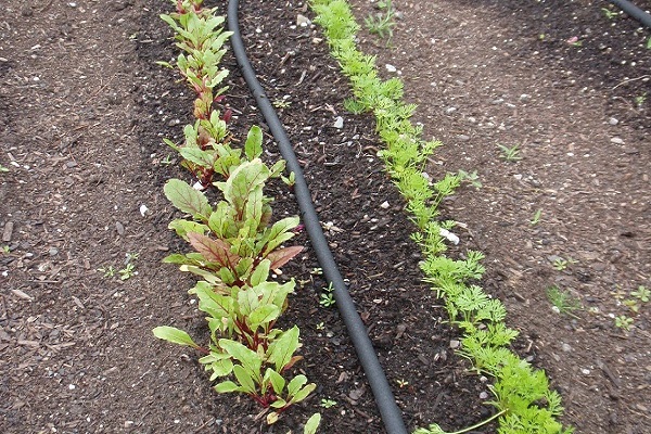 inkompatibel und sollte