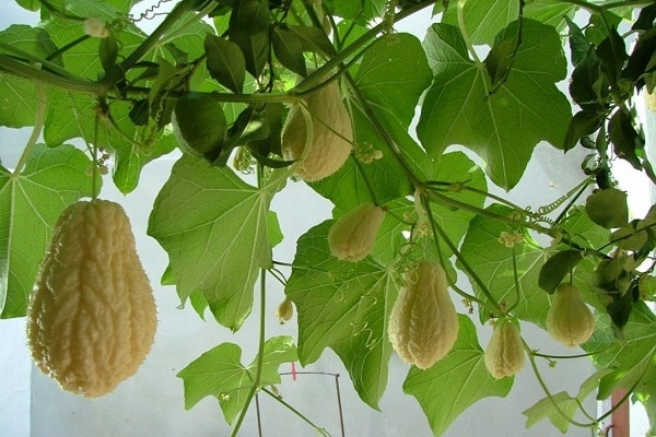 verschiedene Gerichte