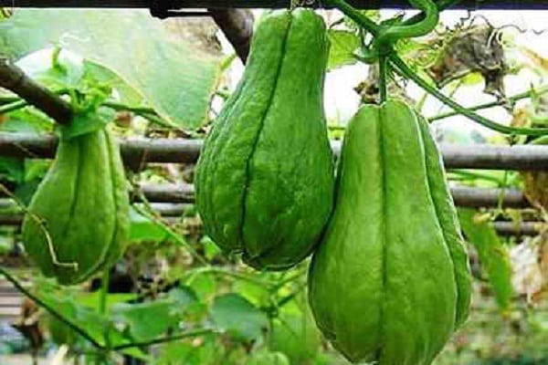 passt gut zu Tomaten