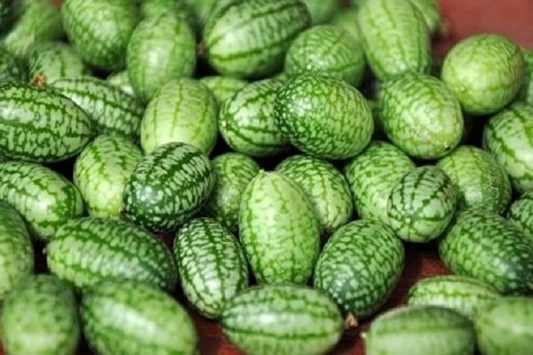 qualités décoratives