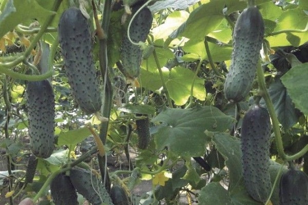 süßliches Fruchtfleisch