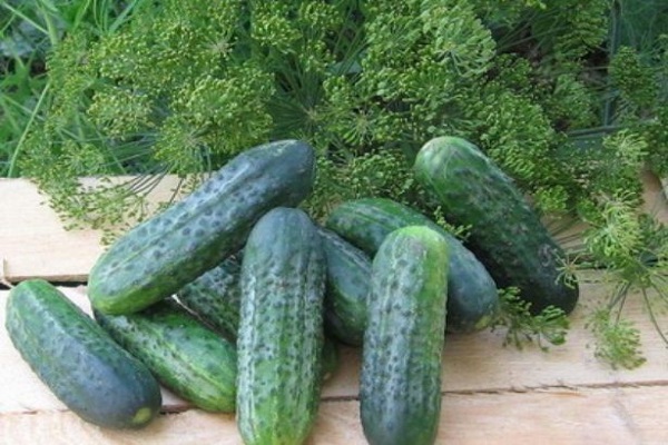 versuche zu pflanzen